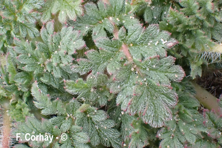 Erodium cicutarium