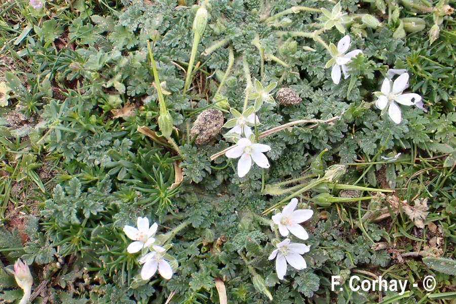 Erodium cicutarium