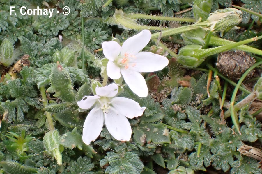 Erodium cicutarium