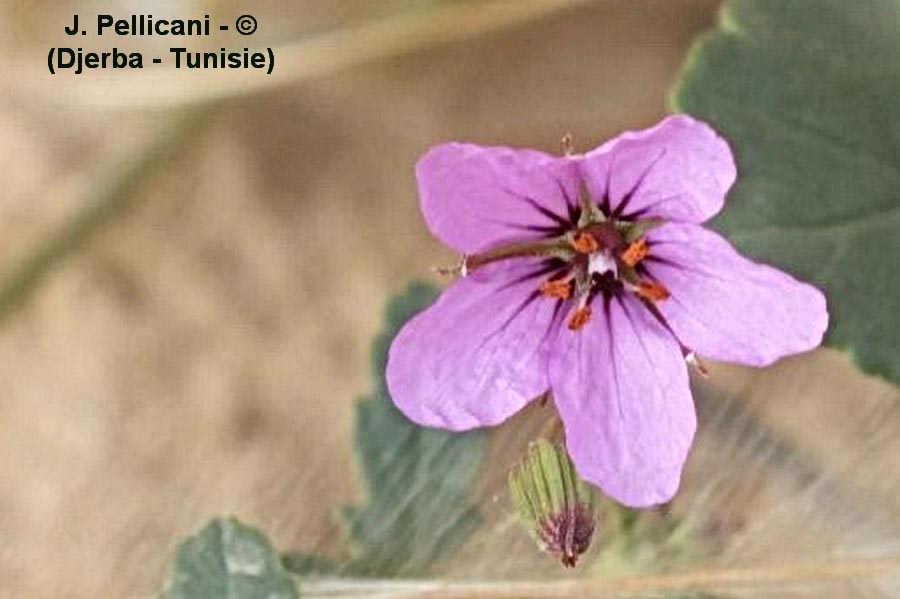 Erodium malacoides