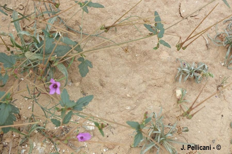 Erodium malacoides (érodium fausse-mauve)