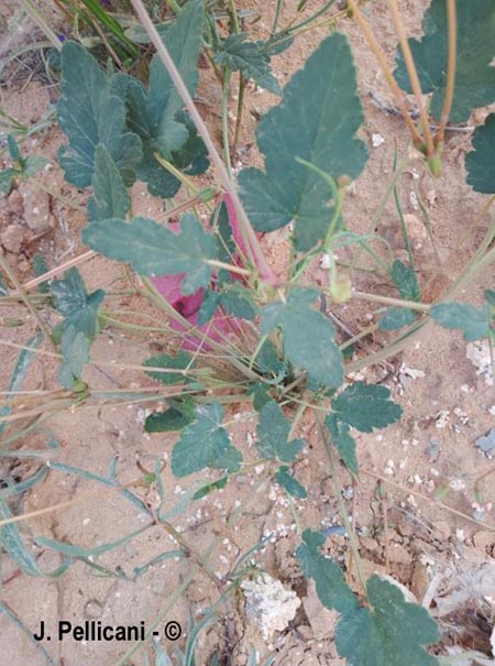 Erodium malacoides (érodium fausse-mauve)