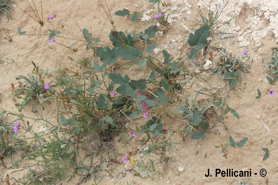 Erodium malacoides (érodium fausse-mauve)