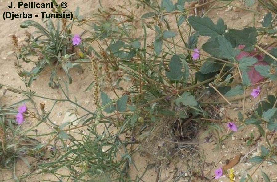 Erodium malacoides
