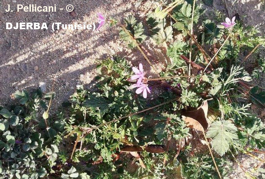 Erodium maritimun