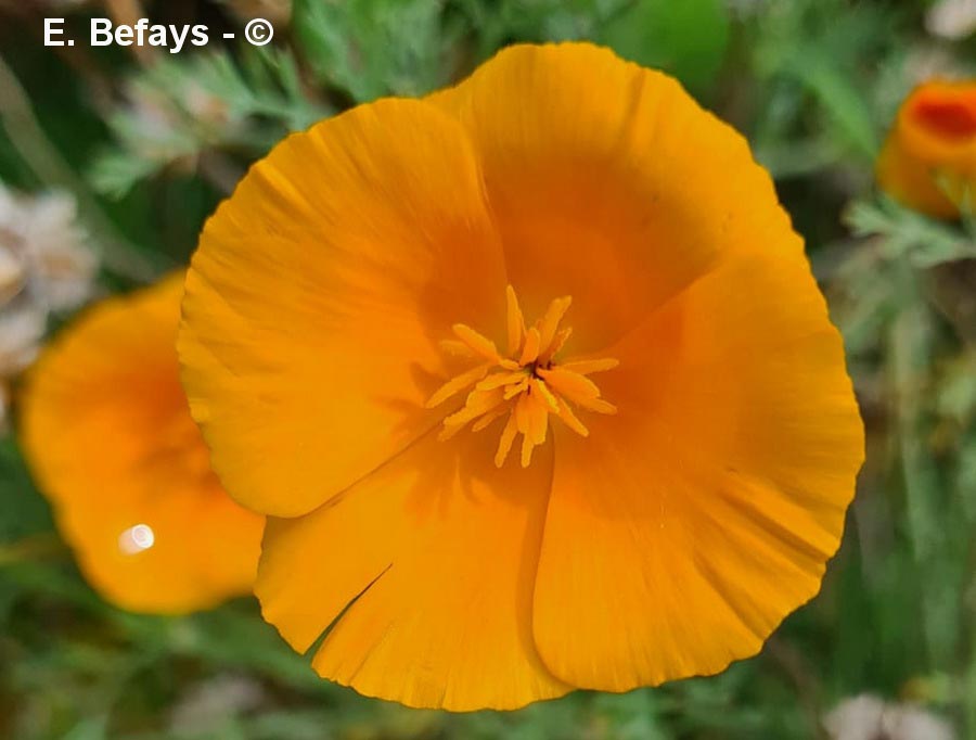 Eschschlotzia californica (pavot de Californie)