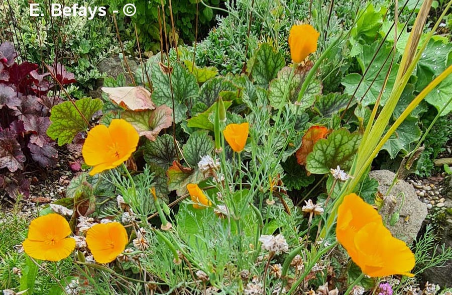 Eschschlotzia californica (pavot de Californie)