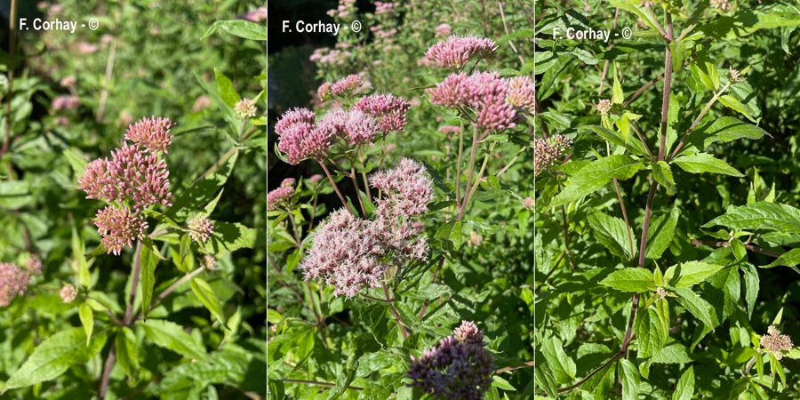 Eupatorium cannabinum