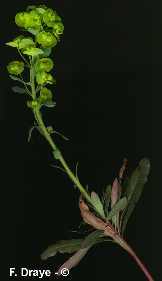 Euphorbia amygdaloides (euphorbe à feuilles d'amandier)