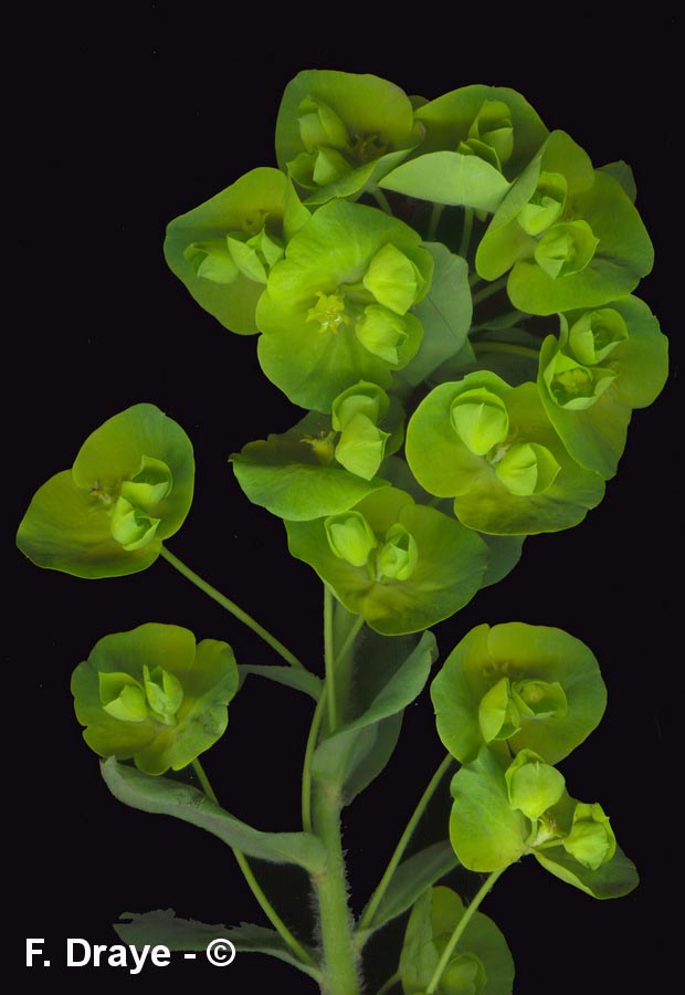 Euphorbia amygdaloides (euphorbe à feuilles d'amandier)