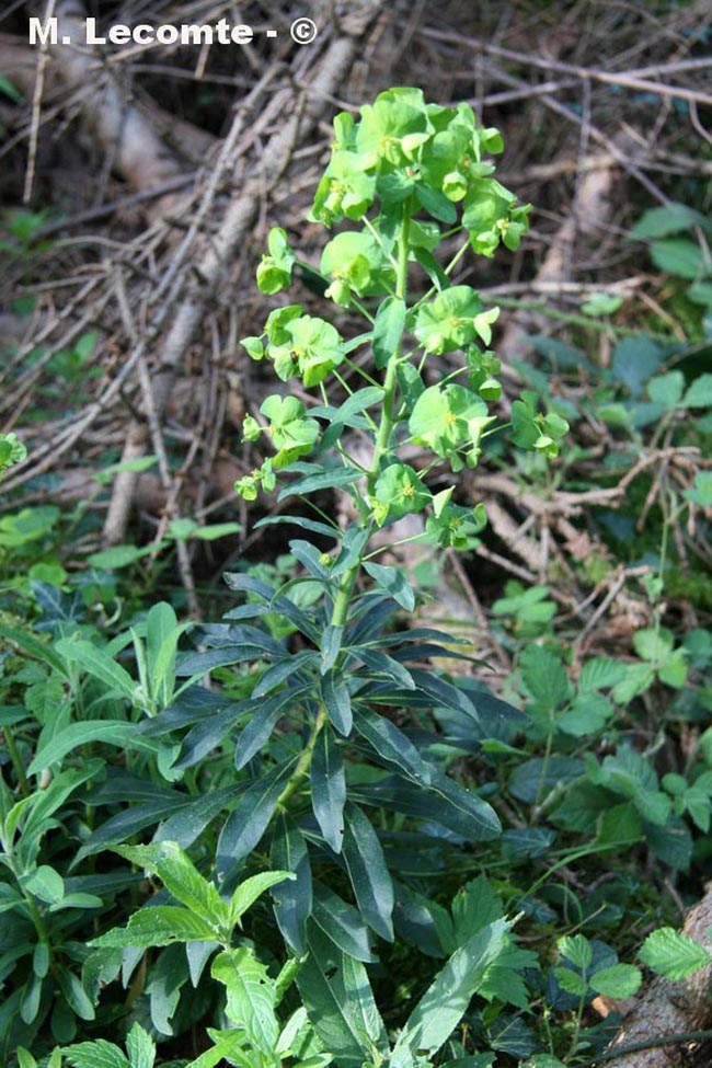 Euphorbia amygdaloides (euphorbe à feuilles d'amandier)