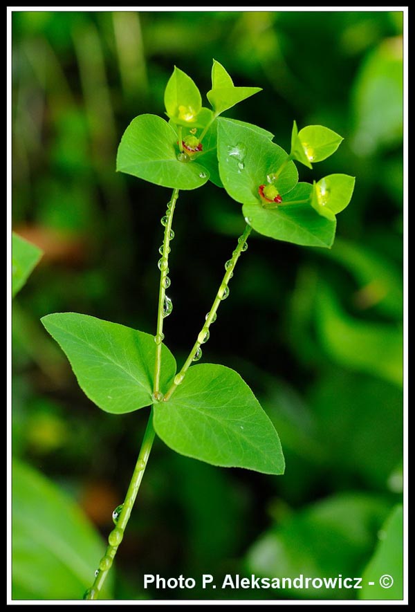 Euphorbia dulcis