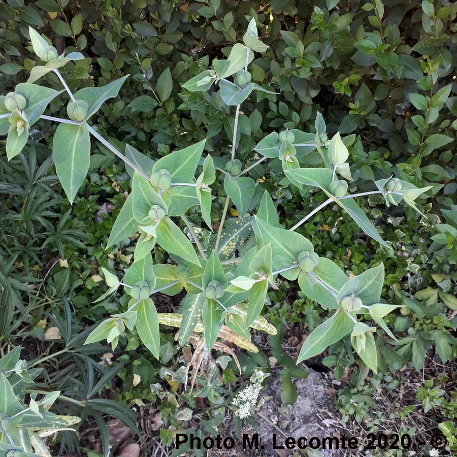 Euphorbia lathyris