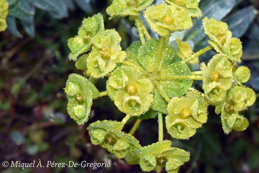 Euphorbia nicaensis