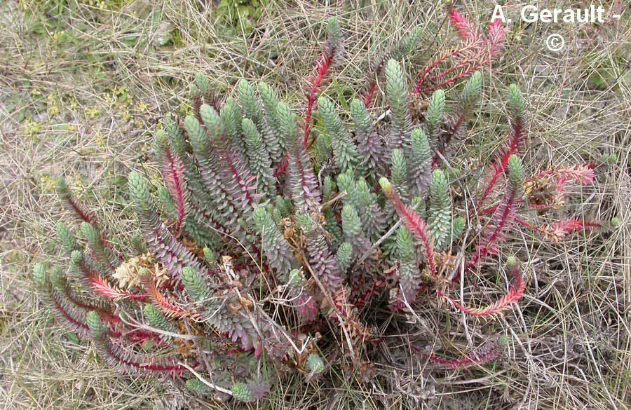 Euphorbia paralias (euphorbe des dunes)
