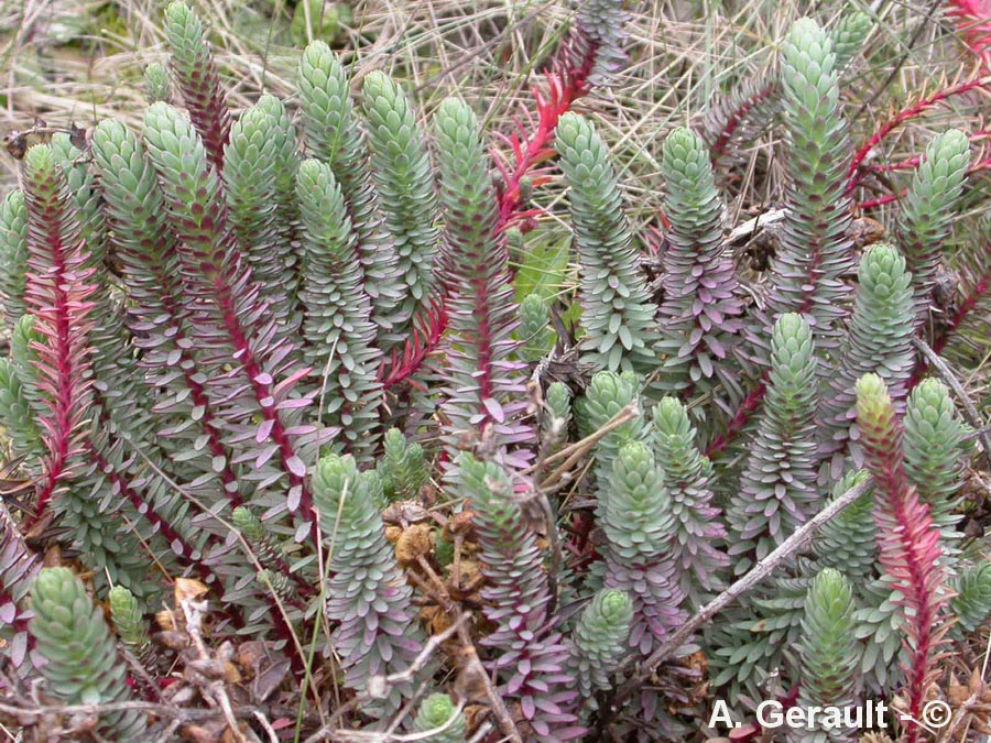 Euphorbia paralias (euphorbe des dunes)