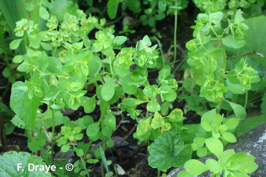 Euphorbia peplus (euphorbe des jardiniers)