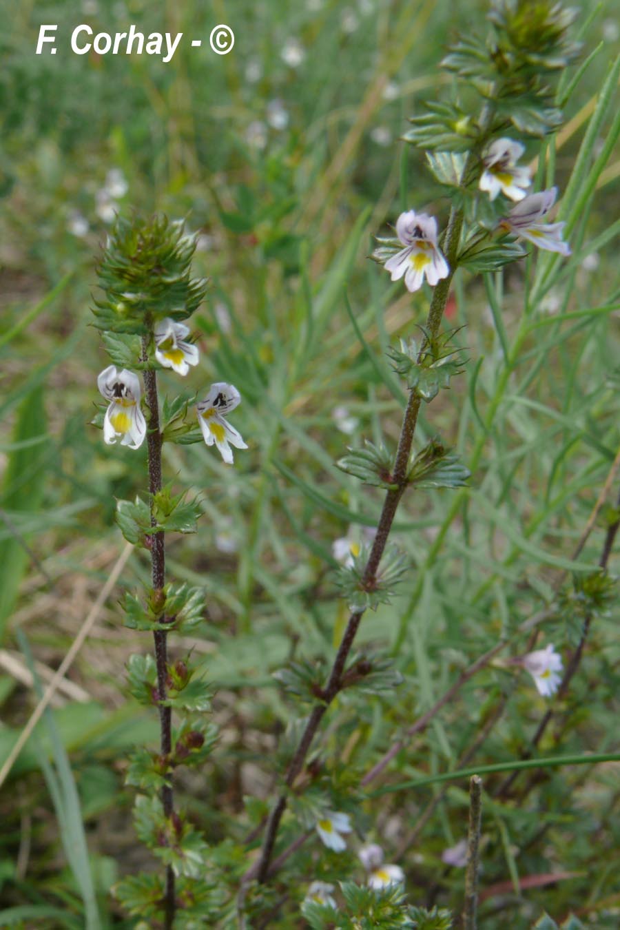 Euphraisia officinalis (euphraise officinale, casse-lunettes)