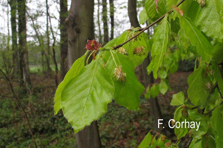 Fagus sylvatica