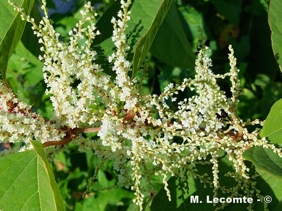 Fallopia japonica (Polygonum cuspidatum, Reynoutria japonica)