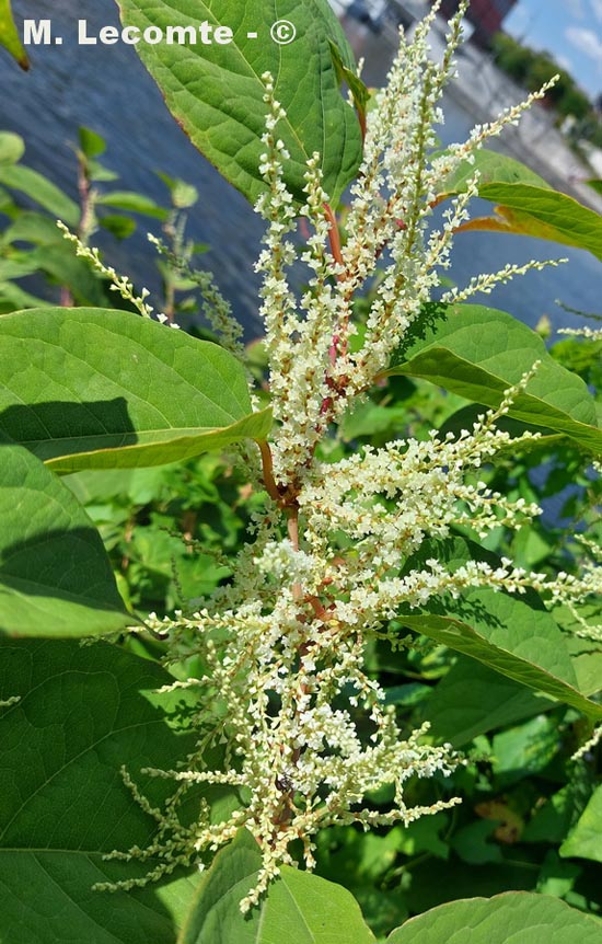 Fallopia japonica (Polygonum cuspidatum, Reynoutria japonica)