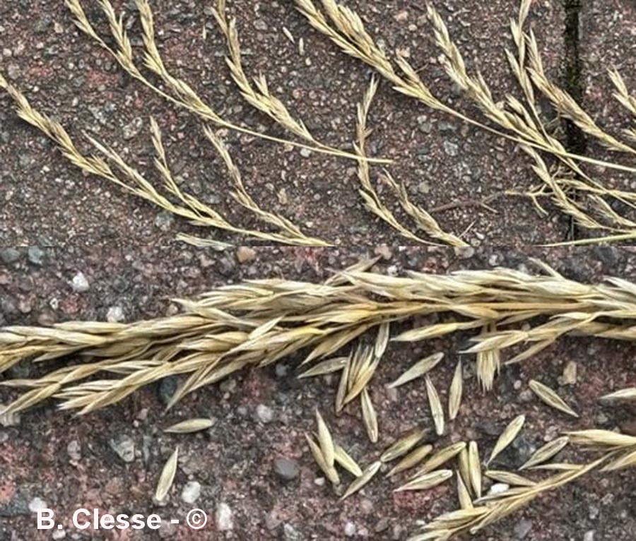Lolium arundinaceum (Festuca arundinacea) (fétuque élevée)