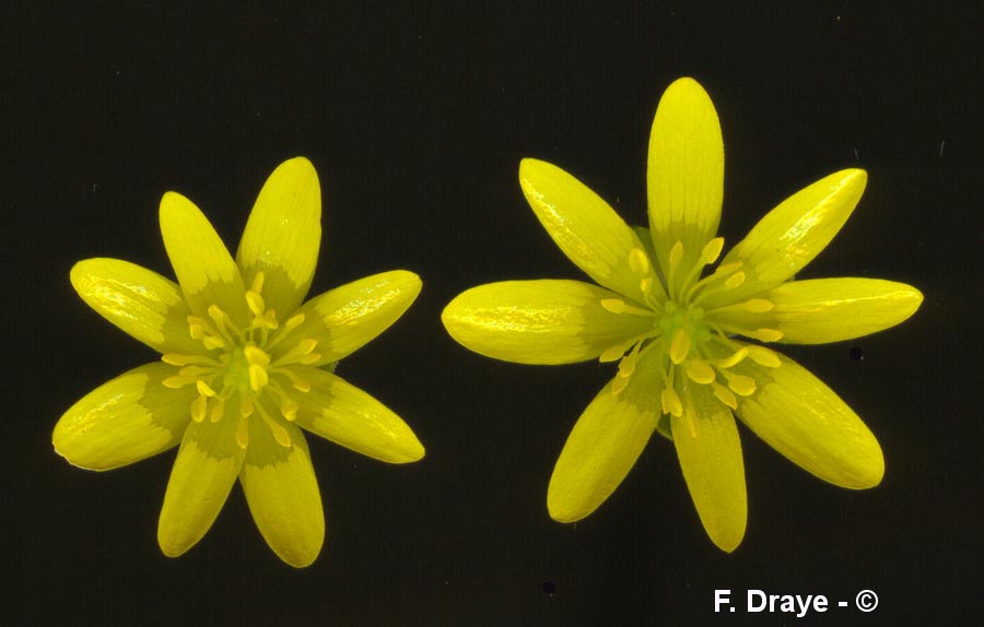 Ficaria verna (Ranunculus ficaria)
