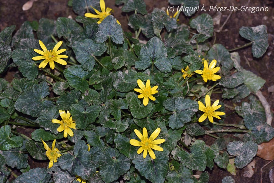 Ranunculus ficaria (Ficaria verna)