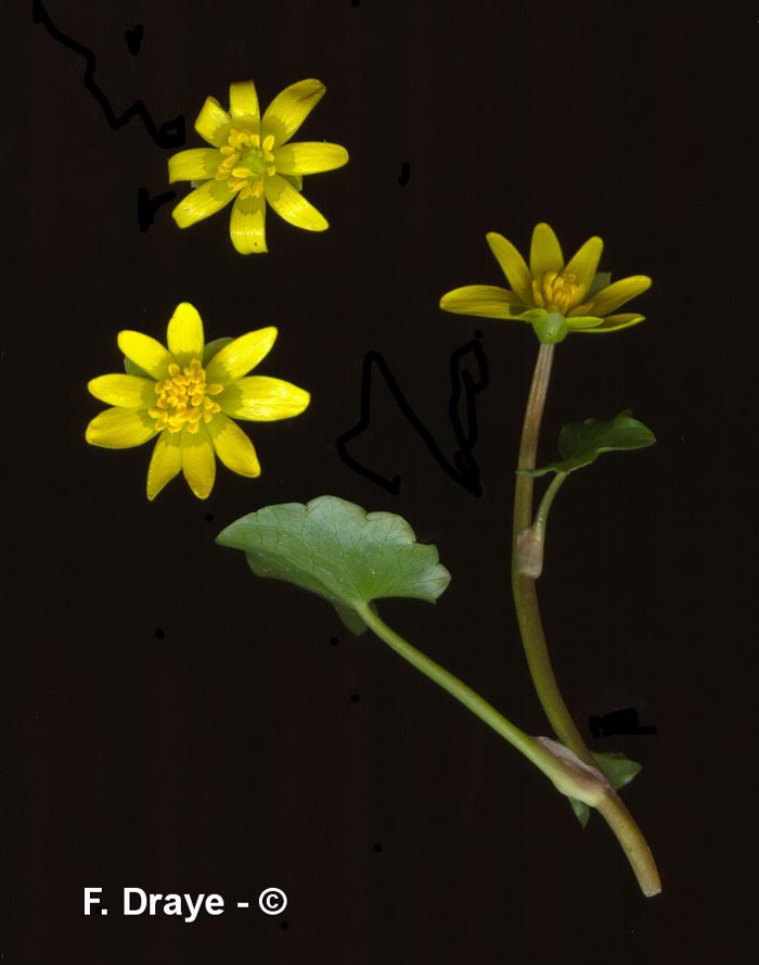 Ficaria verna (Ranunculus ficaria)