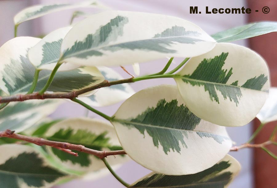 Ficus benjamina Twilight