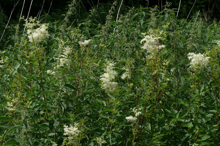 Filipendula ulmaria