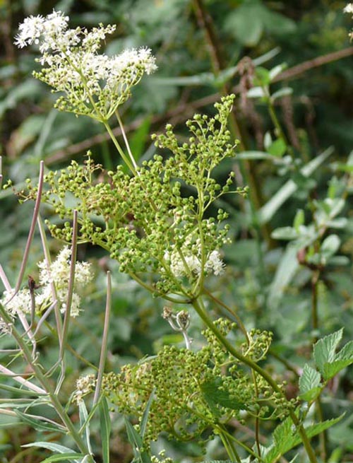 Filipendula ulmaria