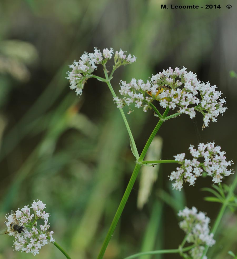 Filipendula ulmaria