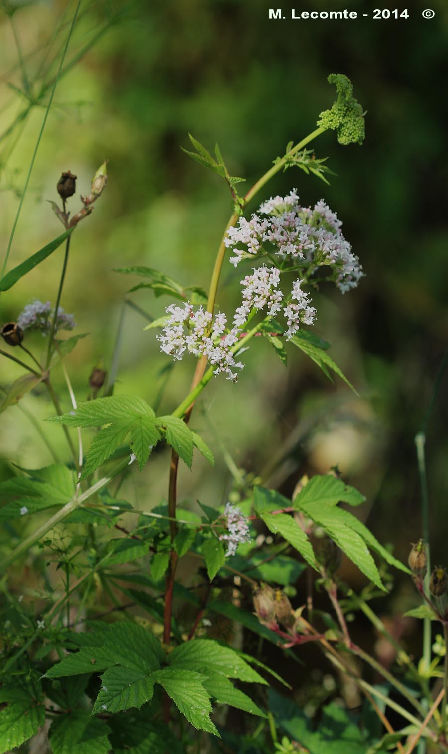 Filipendula ulmaria