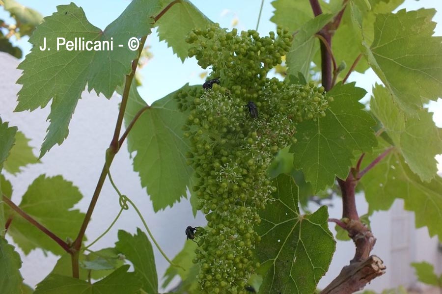 Vitis vinifera (vigne cultivée)