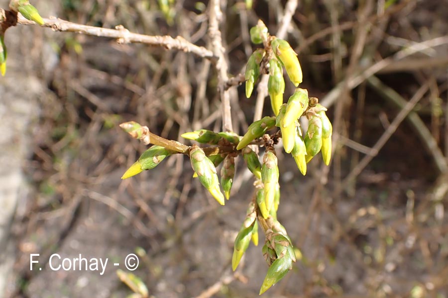 Forsythia sp.