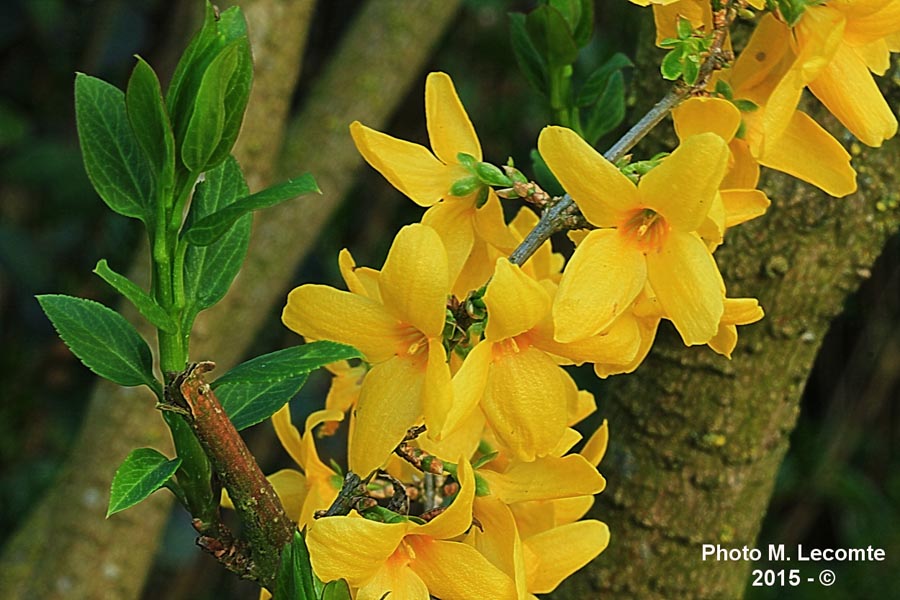 Forsythia sp.