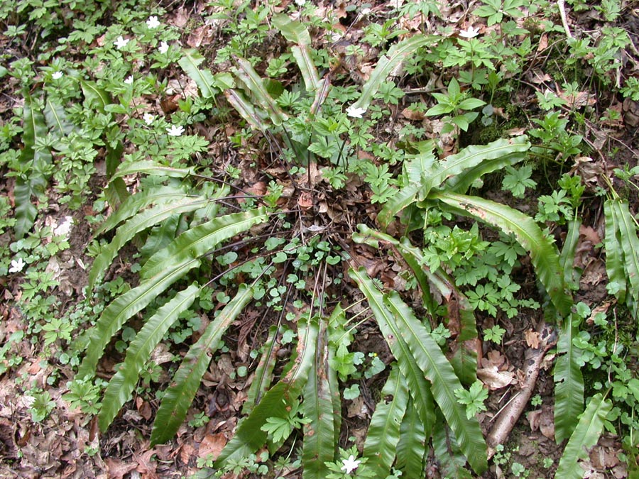 Asplenium scolopendrium