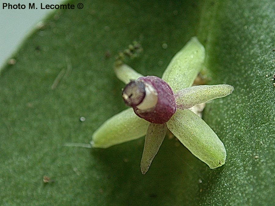 Ruscus aculeatus