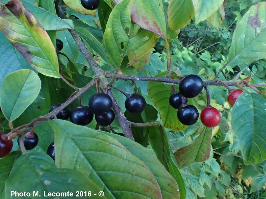 Frangula alnus (= Rhamnus frangula)