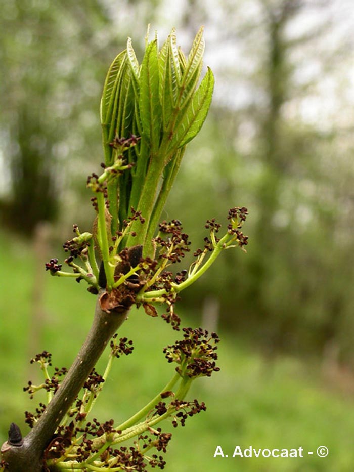 Fraxinus excelsior (frêne commun)