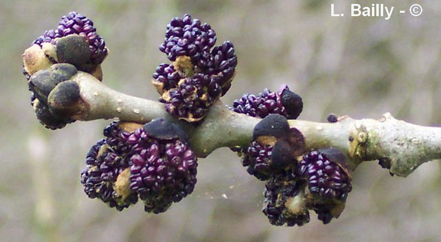 Fraxinus excelsior (frêne commun)