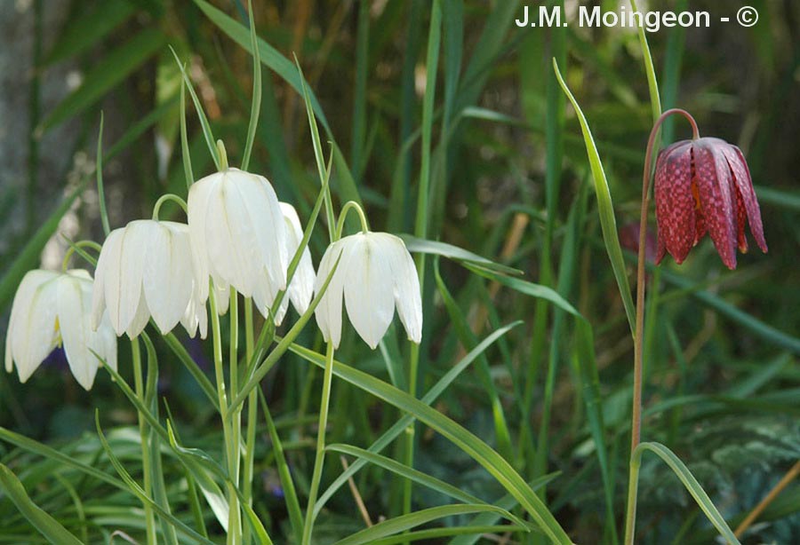 Fritillaria meleagris Alba