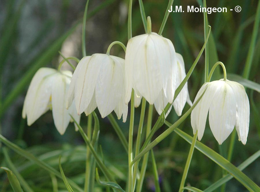 Fritillaria meleagris Alba