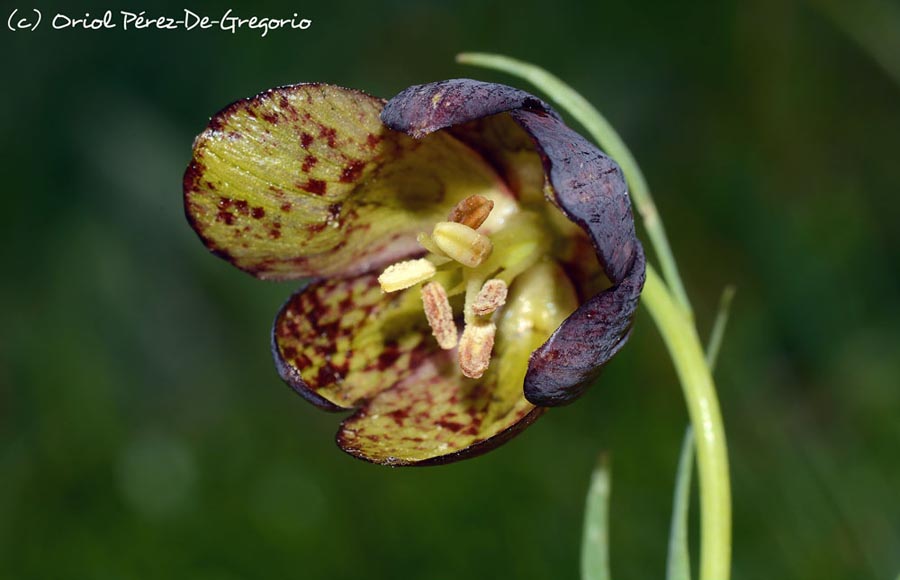 Fritillaria pyrenaica (fritillaire des Pyrénées)