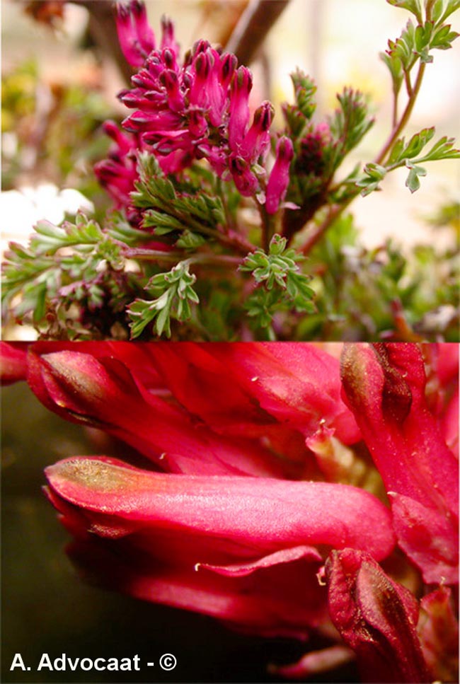  Fumaria officinalis (fumeterre officinale)