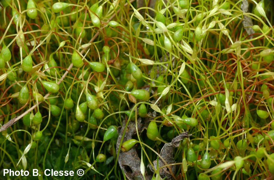 Funaria hygrometrica