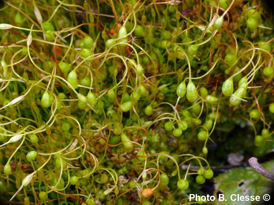 Funaria hygrometrica