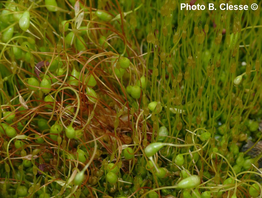 Funaria hygrometrica