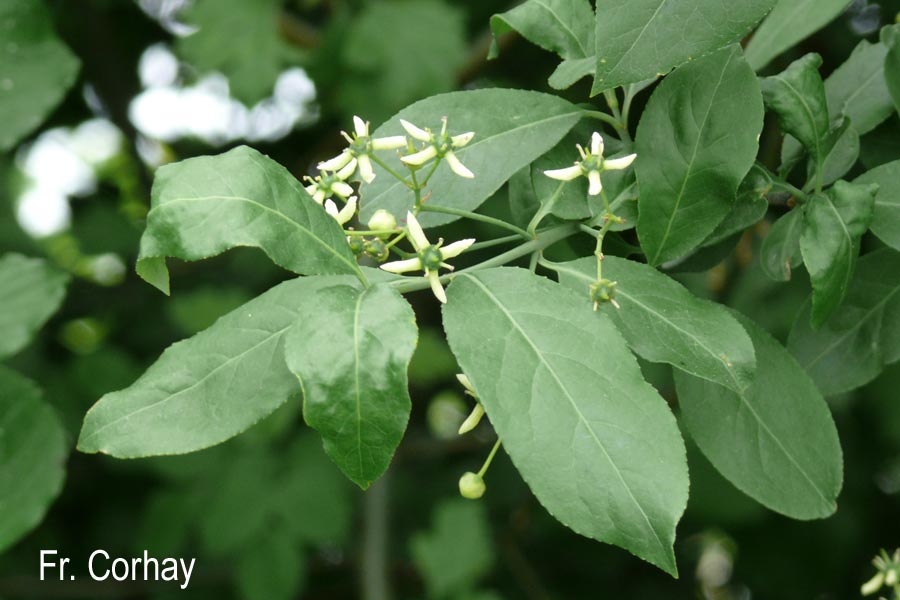 Euonymus europaeus